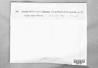 Image of Rhizocarpon distinctum